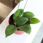 Hoja / Hoya fitchii M - obrazek 6