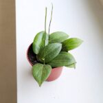 Hoja / Hoya fitchii M - obrazek 4