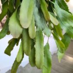 Lepismium Houlletianum - obrazek 2