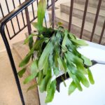 Lepismium Houlletianum - obrazek 5