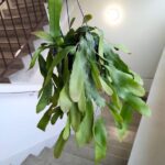 Lepismium Houlletianum - obrazek 4