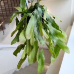 Lepismium Houlletianum