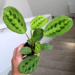 Maranta Lemon Lime S - obrazek 6
