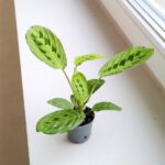 Maranta Lemon Lime S - obrazek 5