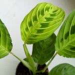 Maranta Lemon Lime S - obrazek 4