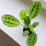 Maranta Lemon Lime S