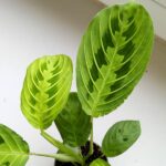 Maranta Lemon Lime S - obrazek 2
