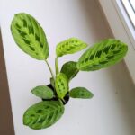 Maranta Lemon Lime S - obrazek 7