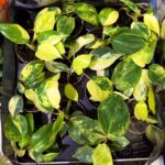 Filodendron / philodendron Burle marxii Variegata - obrazek 6
