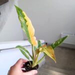 Filodendron / Philodendron Ring of fire - obrazek 4