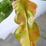 Filodendron / Philodendron Ring of fire - obrazek 7