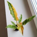 Filodendron / Philodendron Ring of fire - obrazek 18