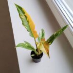 Filodendron / Philodendron Ring of fire - obrazek 3