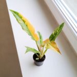 Filodendron / Philodendron Ring of fire - obrazek 2