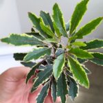 Szeflera / Schefflera Bianca - obrazek 2