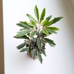 Szeflera / Schefflera Bianca - obrazek 5