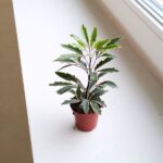 Szeflera / Schefflera Bianca - obrazek 4