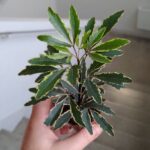 Szeflera / Schefflera Bianca - obrazek 3