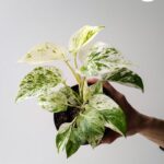 Epipremnum pinnatum Marble Queen M