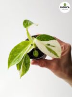 Philodendron Jose Buono - obrazek 8