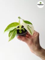 Philodendron Jose Buono - obrazek 9