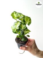 Syngonium Pixie - Zroślicha - obrazek 2