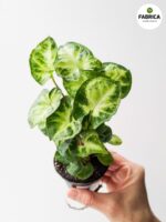 Syngonium Pixie - Zroślicha - obrazek 4