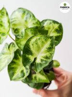 Syngonium Pixie - Zroślicha - obrazek 3