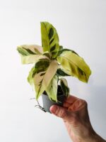 Calathea / Kalatea Fusion Miracle - obrazek 4