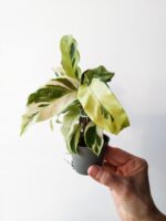 Calathea / Kalatea Fusion Miracle