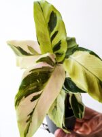 Calathea / Kalatea Fusion Miracle - obrazek 2