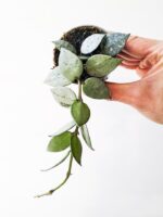 Hoya krohniana Eskimo S / Hoja - obrazek 4