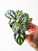 Pilea cadierei Silver