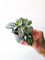 Pilea cadierei Silver - obrazek 5