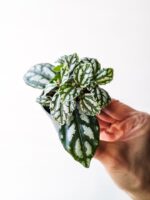 Pilea cadierei Silver - obrazek 4