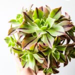 Aeonium leucoblepharum Red Stripe - drzewko sukulent
