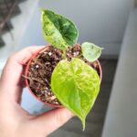 Alocasia Baginda Dragon Scale MINT / Alokazja - obrazek 5