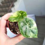 Alocasia Baginda Dragon Scale MINT / Alokazja - obrazek 4