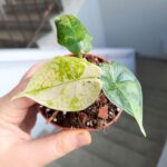 Alocasia Baginda Dragon Scale MINT / Alokazja - obrazek 3