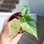 Alocasia Baginda Dragon Scale MINT / Alokazja - obrazek 2