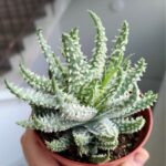 Aloe humilis / Aloes karłowaty sukulent