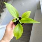 Anthurium / Anturium Vittarifolium - obrazek 2