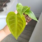 Anthurium / Anturium Veitchii Narrow - obrazek 4