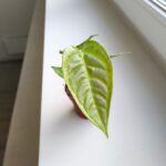 Anthurium / Anturium Veitchii Narrow - obrazek 3