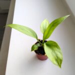 Anthurium / Anturium Vittarifolium - obrazek 3