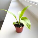 Anthurium / Anturium Vittarifolium - obrazek 4