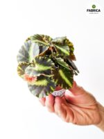 Begonia Cleopatre / Kleopatra - obrazek 4