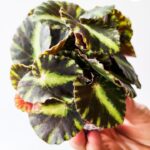 Begonia Cleopatre / Kleopatra