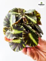 Begonia Cleopatre / Kleopatra