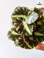 Begonia Cleopatre / Kleopatra - obrazek 2